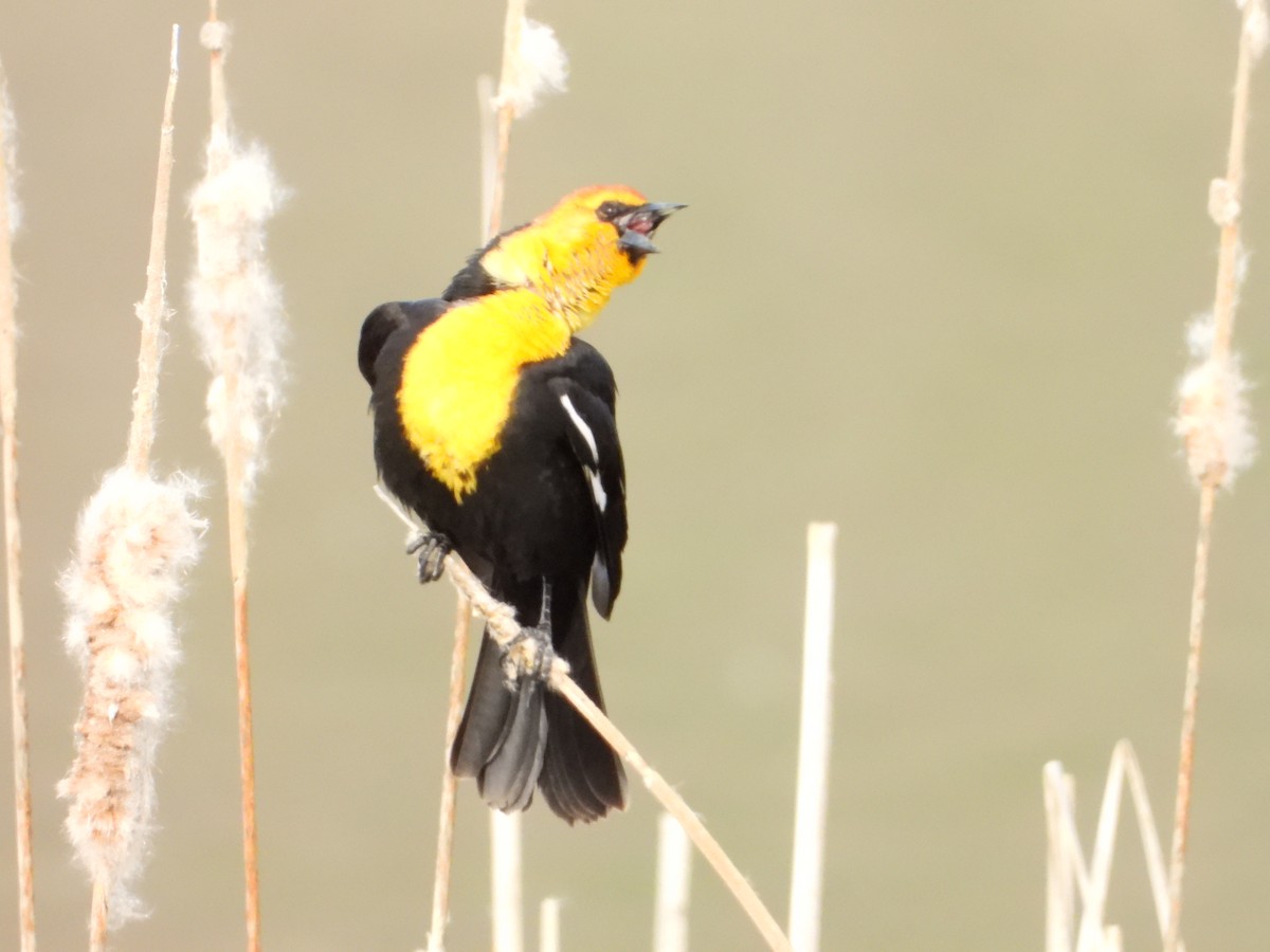 Yellow-headed Blackbird - ML617856767