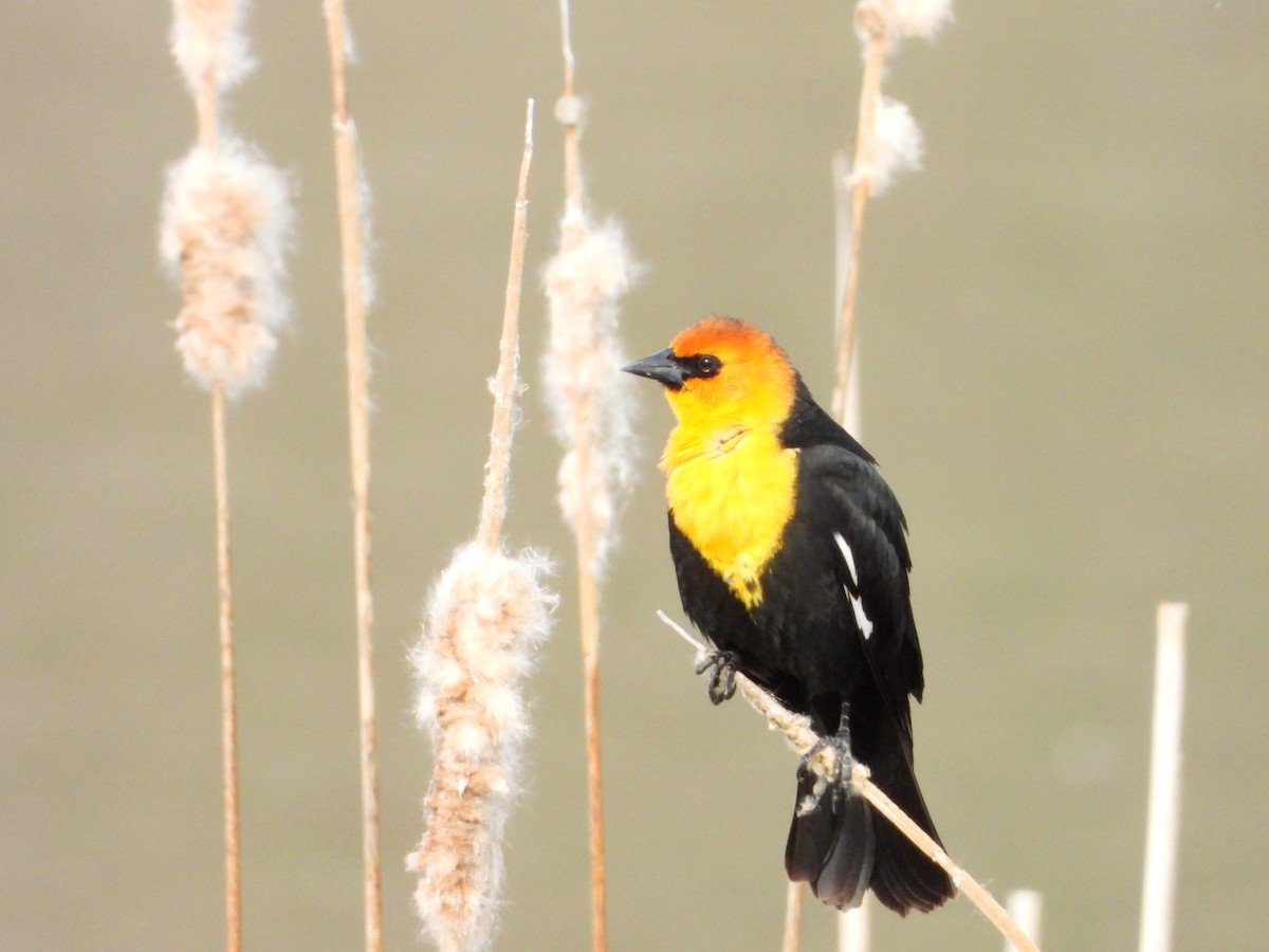 Yellow-headed Blackbird - ML617856768