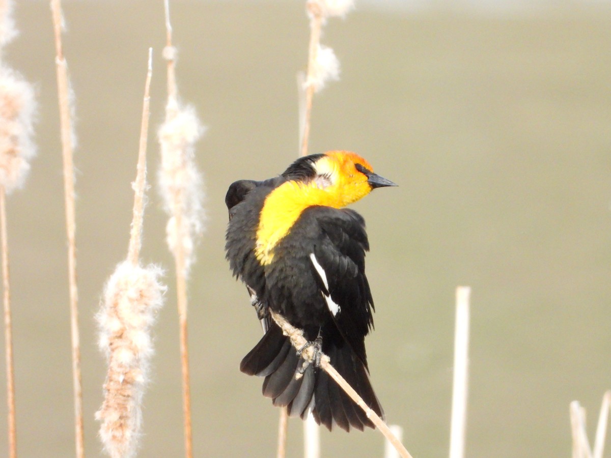Yellow-headed Blackbird - ML617856770