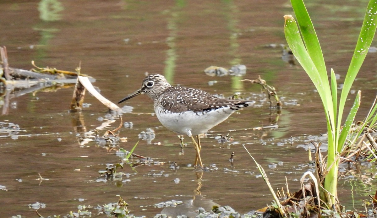 Solitary Sandpiper - ML617856776