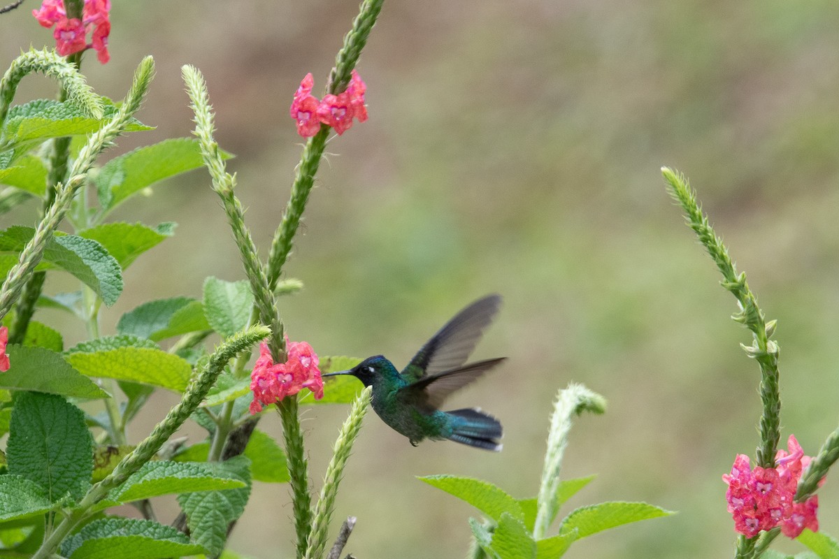 Colibrí Cabeciazul - ML617856784