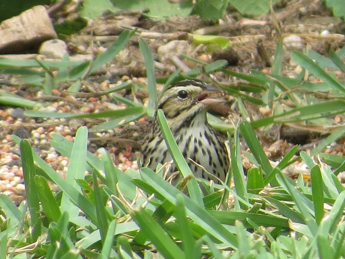 Savannah Sparrow - ML617856791