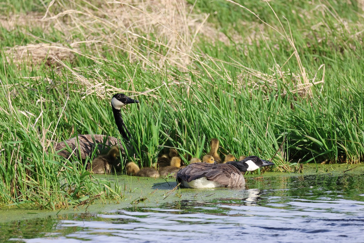 Canada Goose - ML617856818