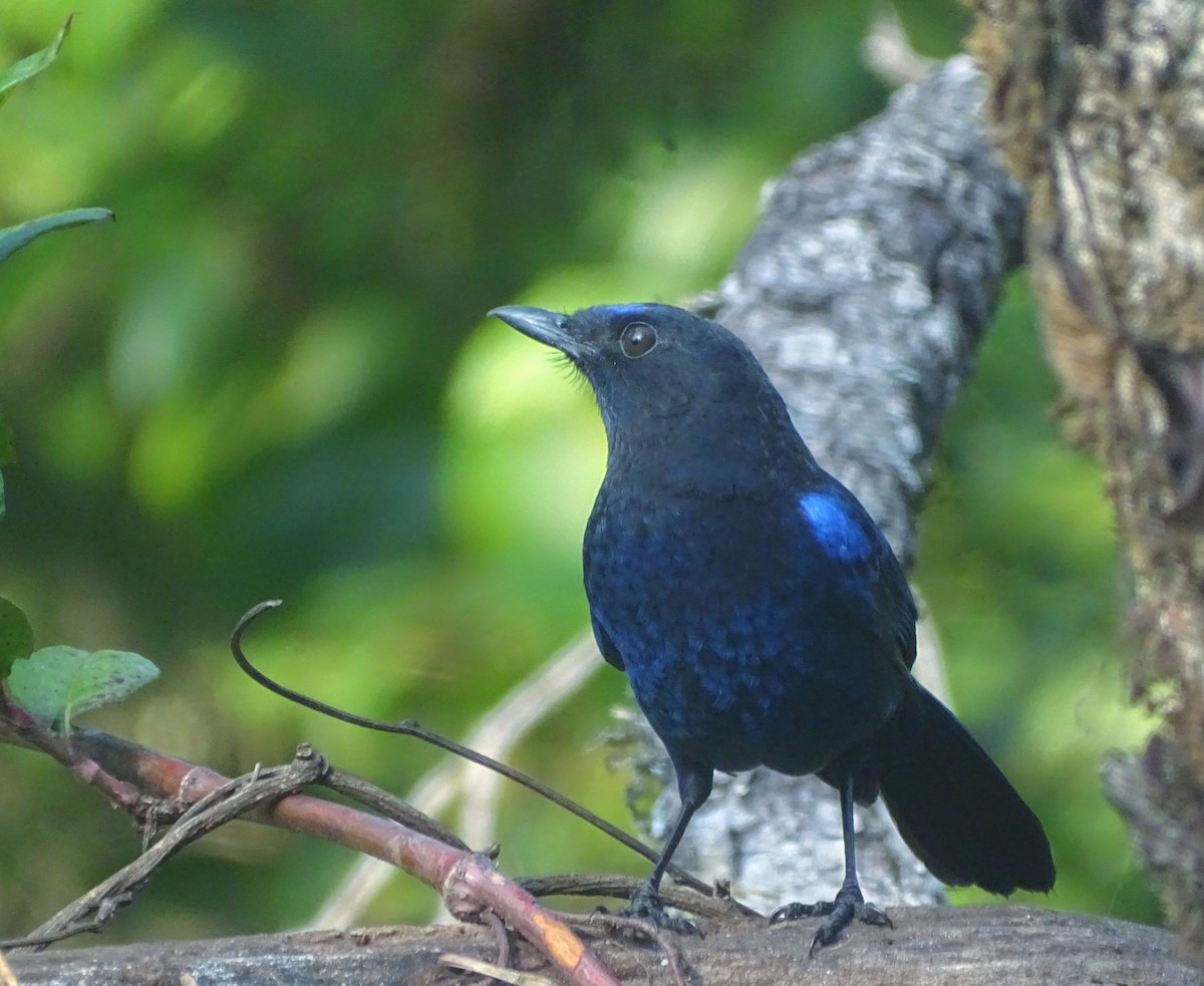 Малабарская синяя птица - ML617856869