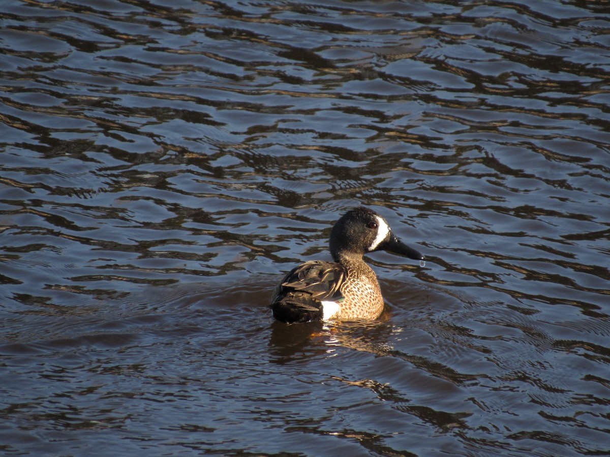 Blue-winged Teal - ML617856871