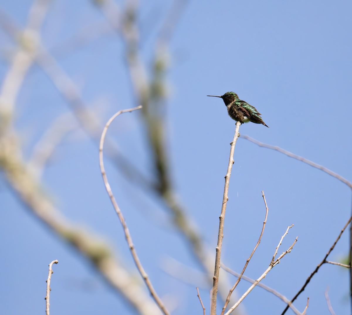 Colibri à gorge rubis - ML617856889