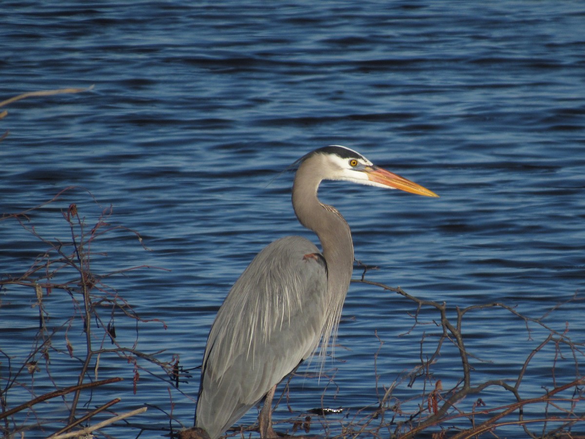 Great Blue Heron - ML617856893