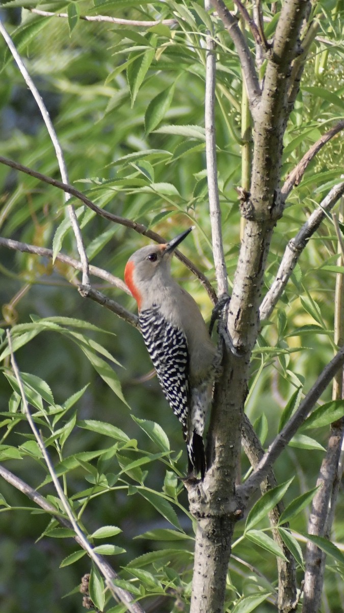 Red-bellied Woodpecker - George Perry