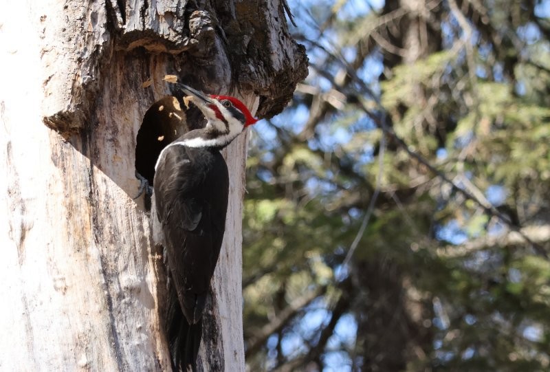 Pileated Woodpecker - Scott Jubinville