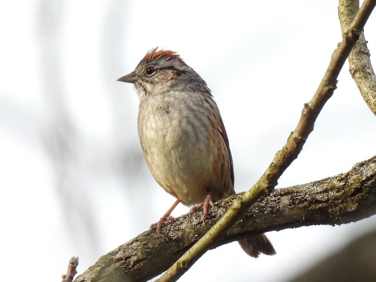 Swamp Sparrow - ML617856938