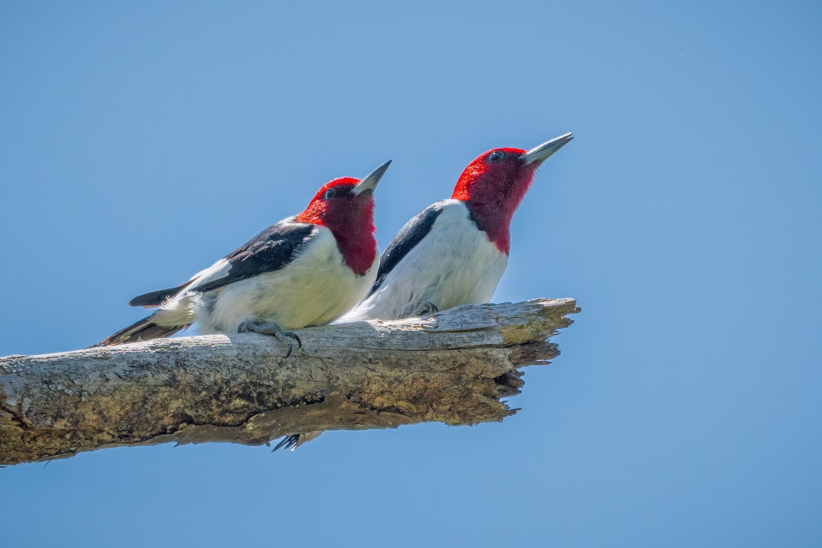 Red-headed Woodpecker - Richard Pockat