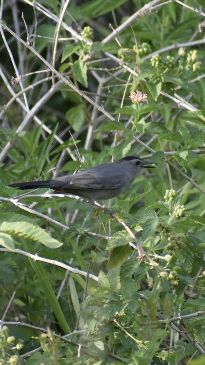 Pájaro Gato Gris - ML617856979