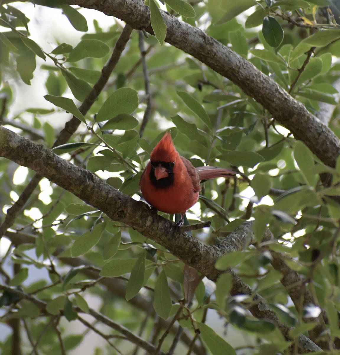 Cardinal rouge - ML617857011