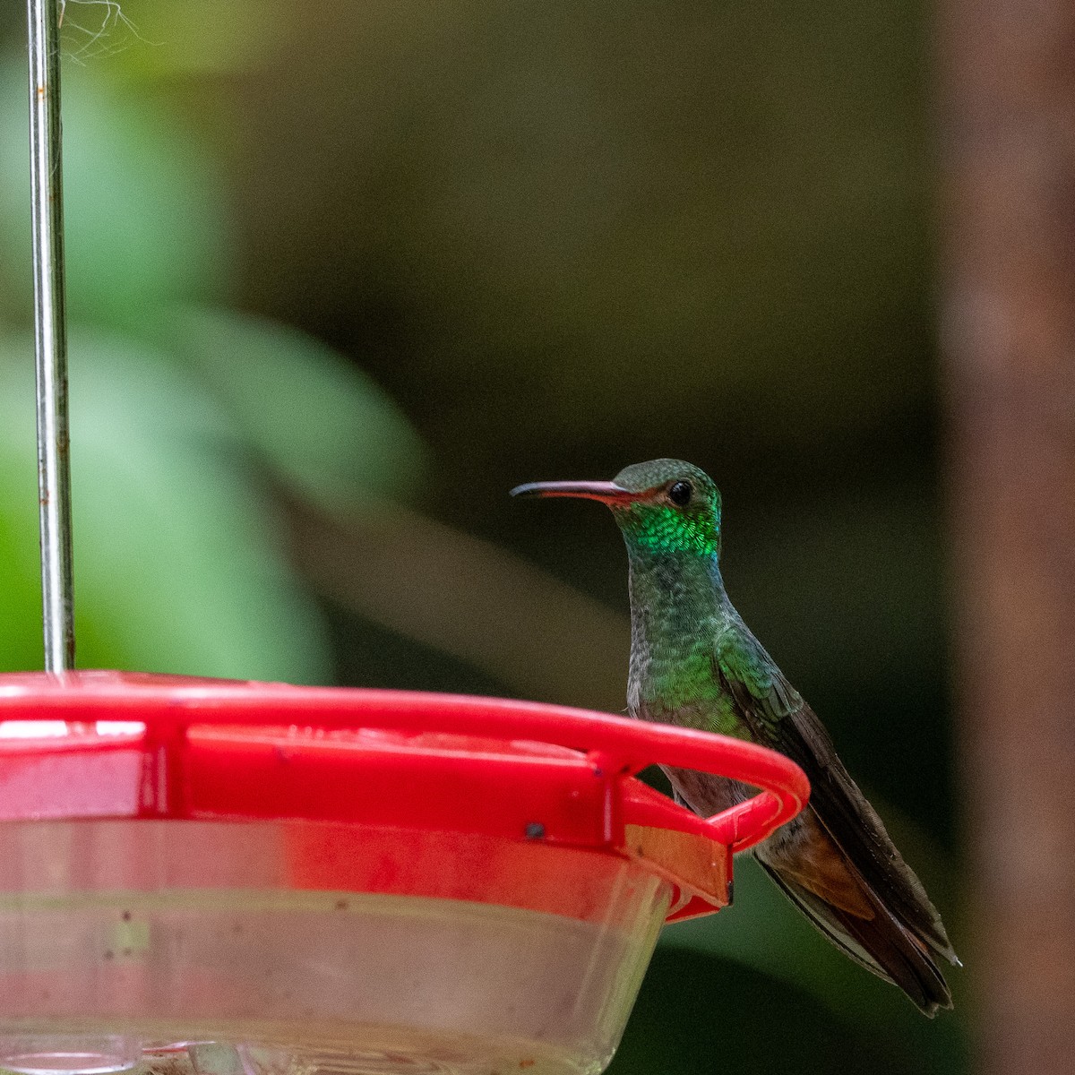 Rufous-tailed Hummingbird - ML617857062