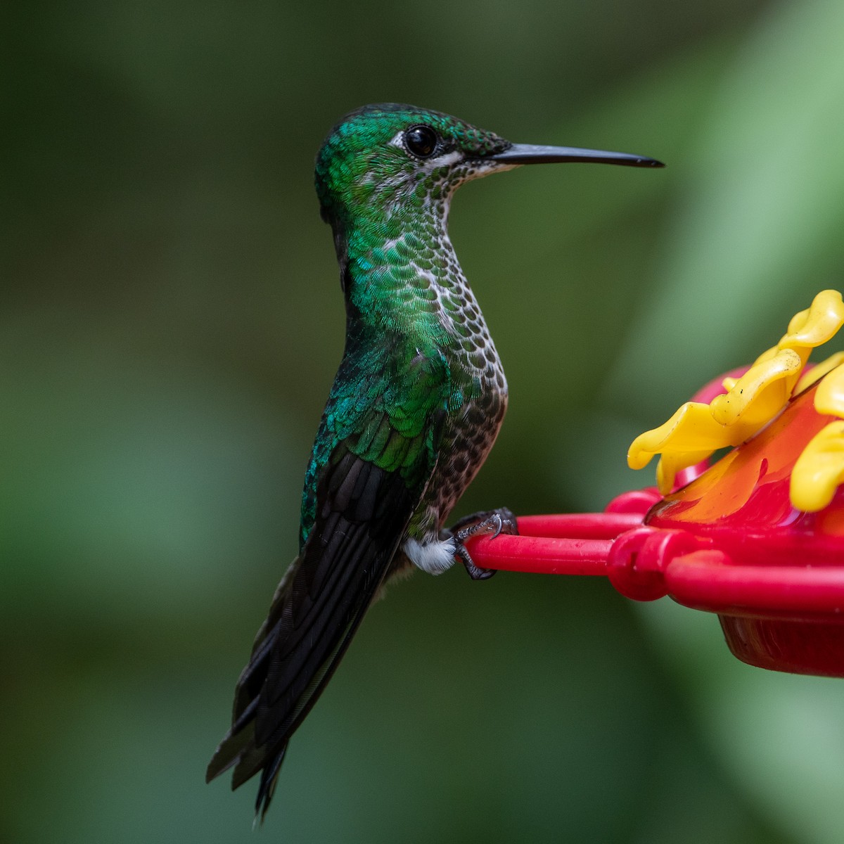 Green-crowned Brilliant - Chris Camarote