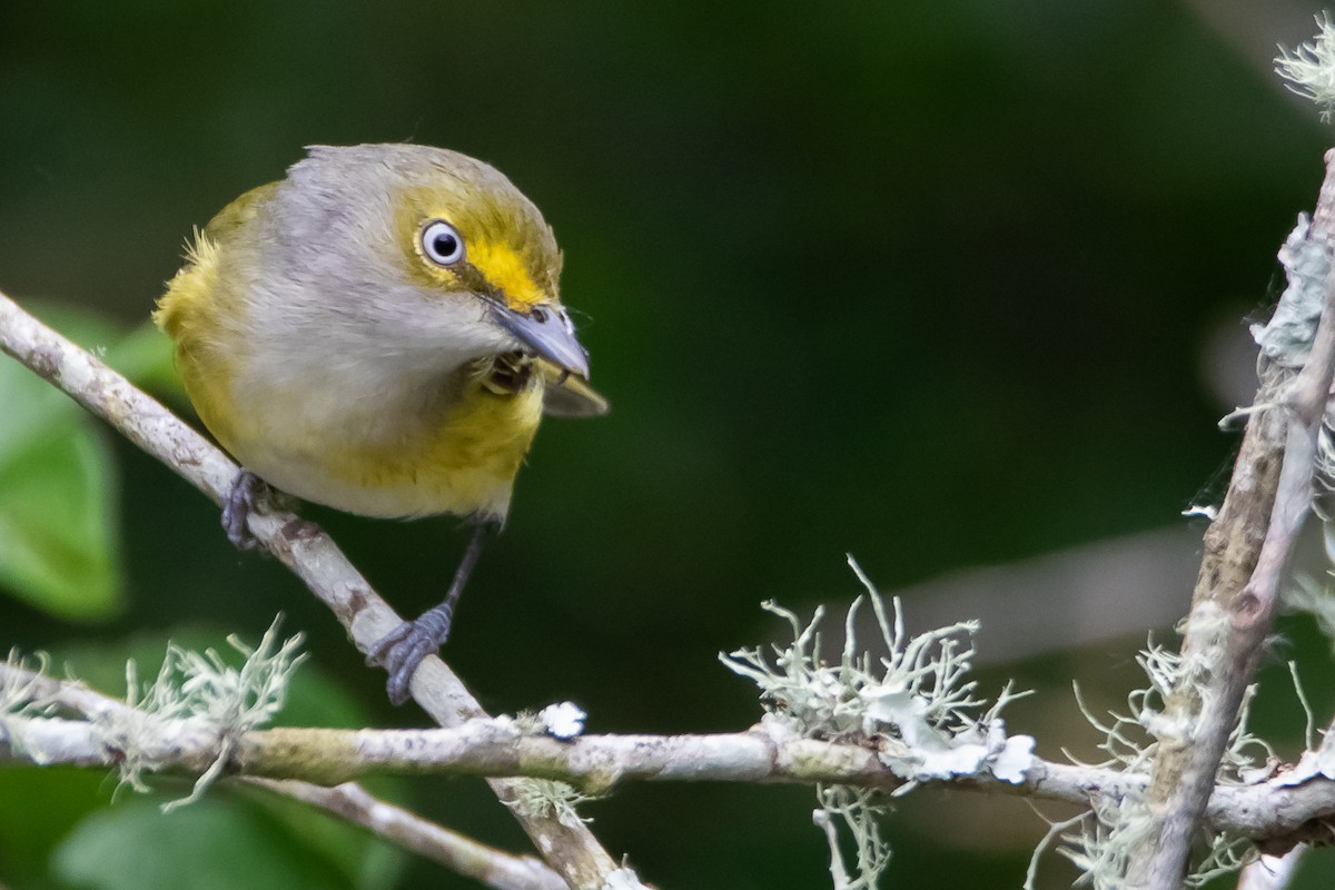 Viréo aux yeux blancs - ML617857102