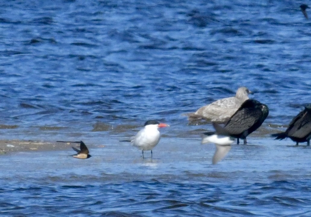 Caspian Tern - ML617857104