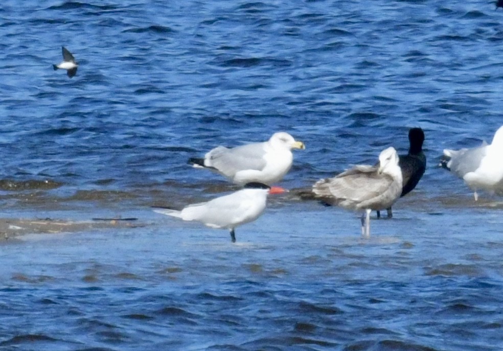 Caspian Tern - ML617857105