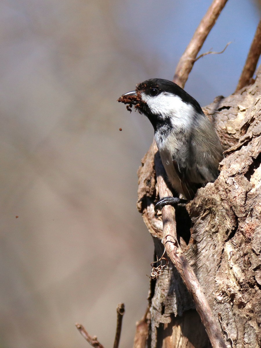 Black-capped Chickadee - Jenny Marichal