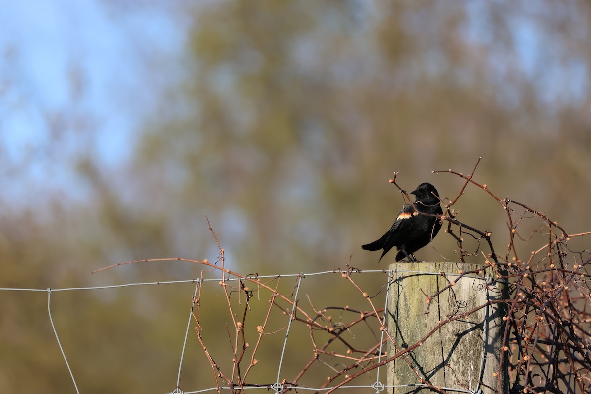 Red-winged Blackbird - ML617857115