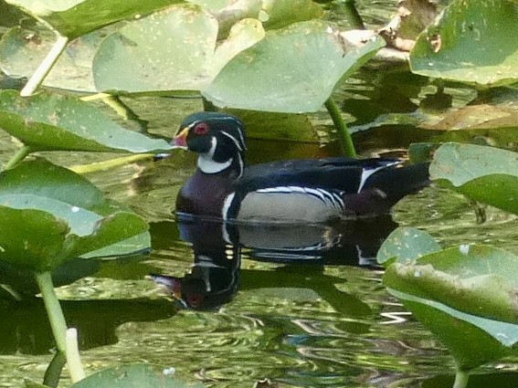 Wood Duck - Gerhard Kuhn