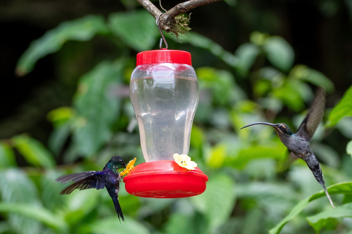 Colibrí Morado - ML617857165