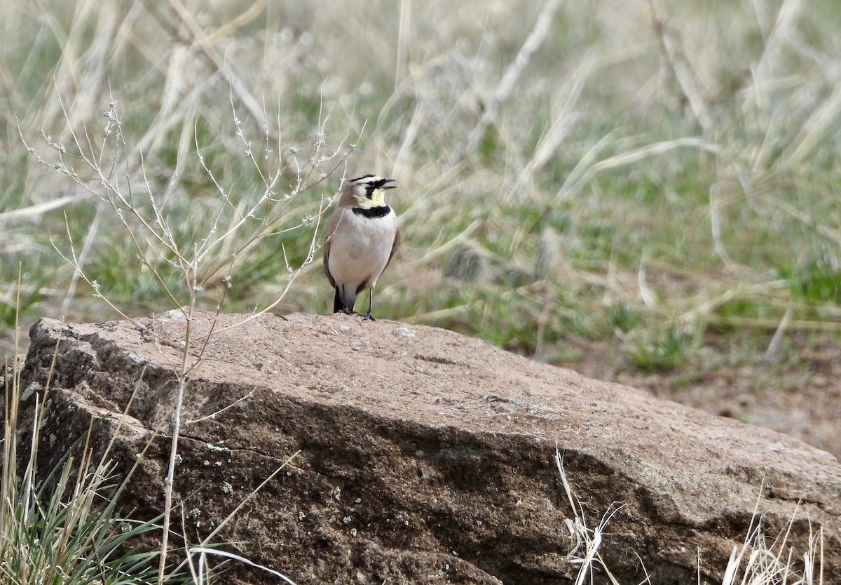 Horned Lark - ML617857184