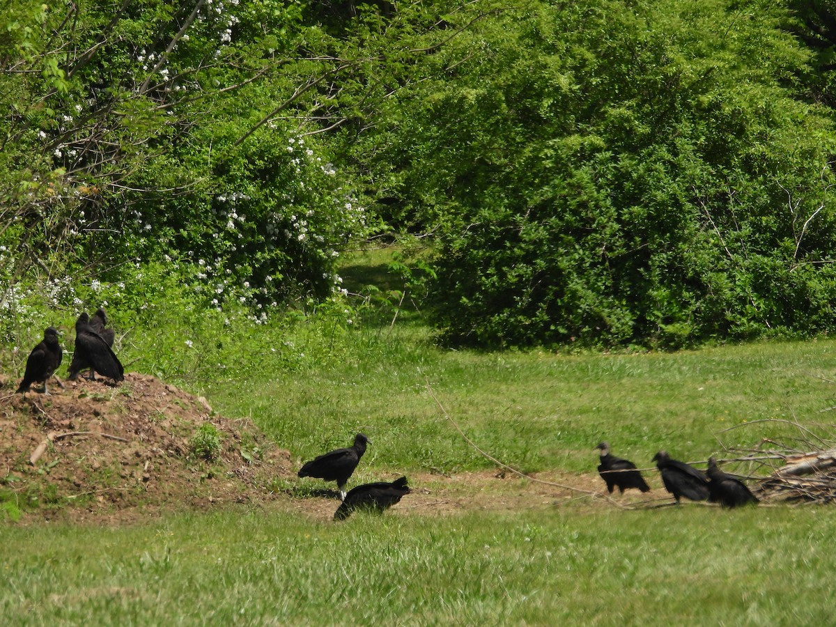 Black Vulture - Paolo Matteucci