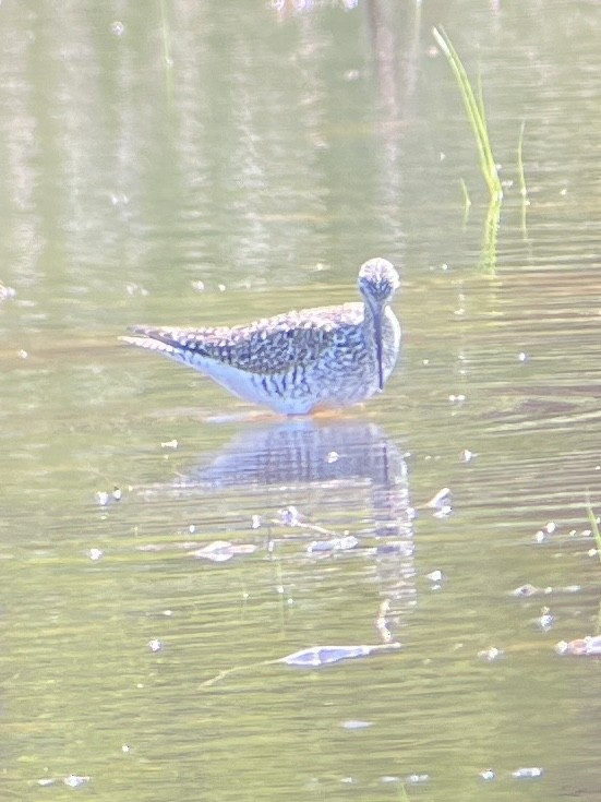 Greater Yellowlegs - ML617857309