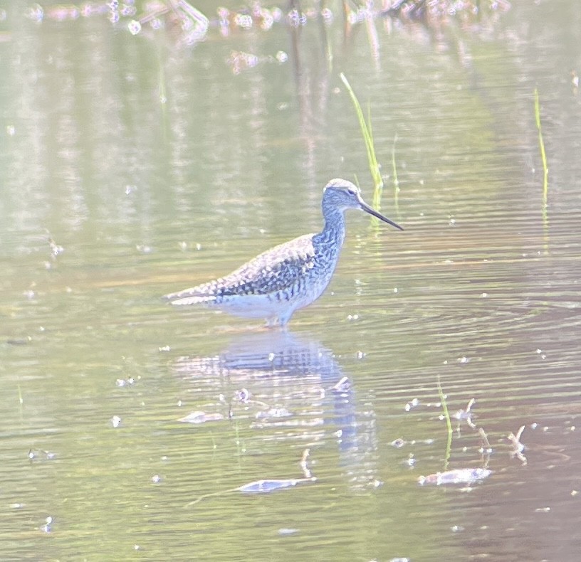 Greater Yellowlegs - ML617857311