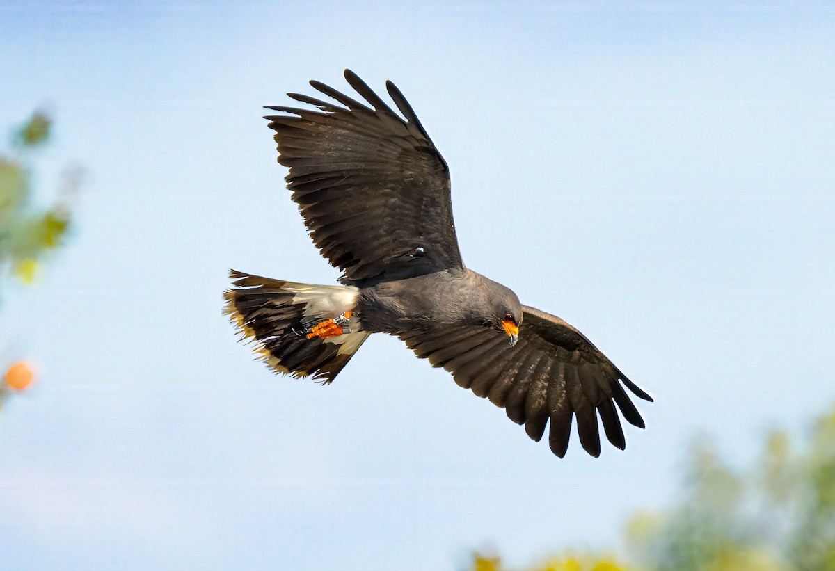 Schneckenbussard - ML617857331