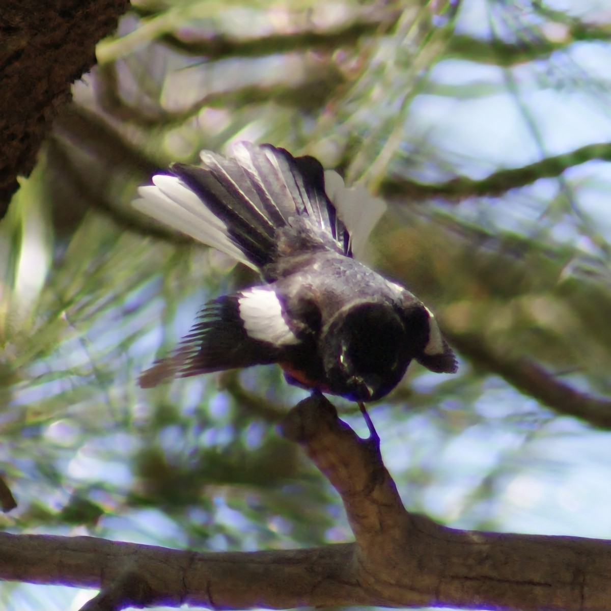 Painted Redstart - ML617857402