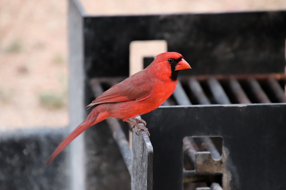 Cardinal rouge - ML617857441
