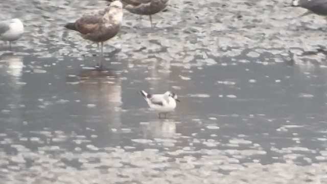 dvergmåke - ML617857452