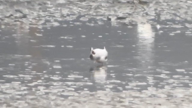 dvergmåke - ML617857453