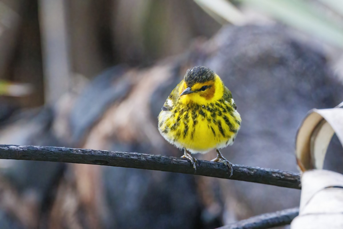 Cape May Warbler - ML617857496