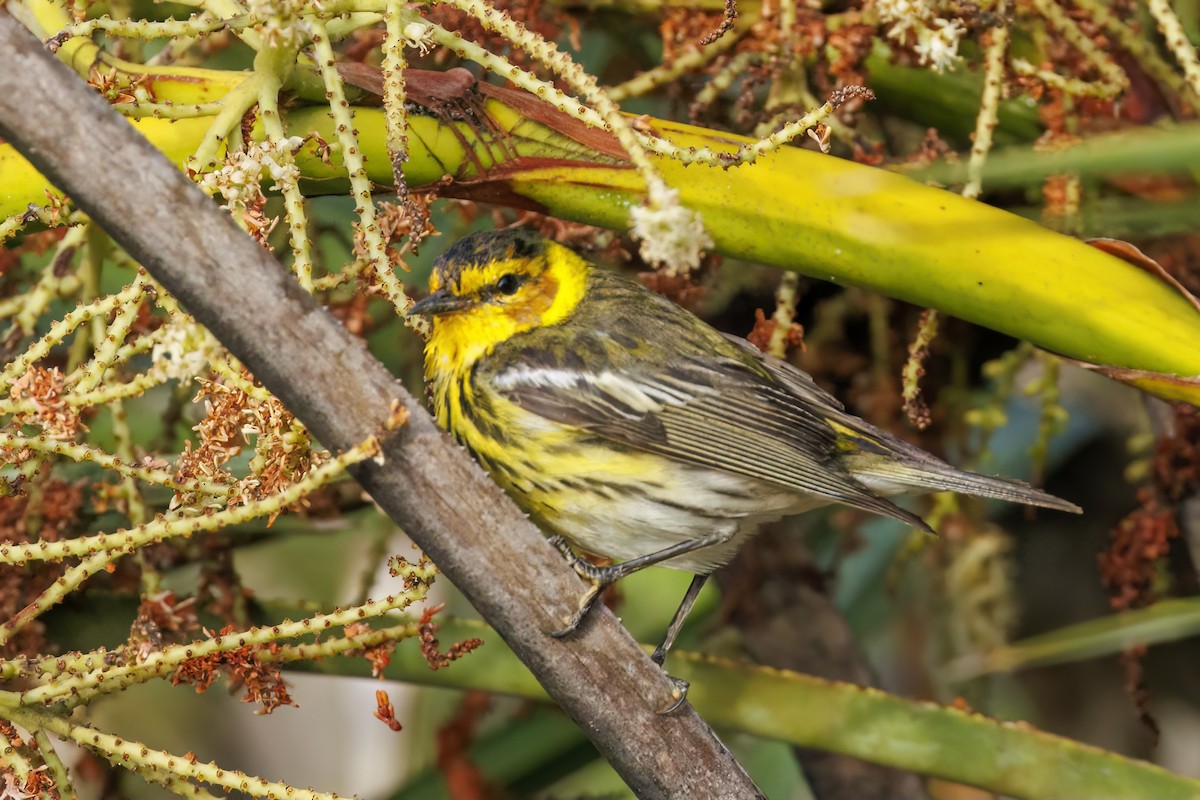 Cape May Warbler - ML617857497