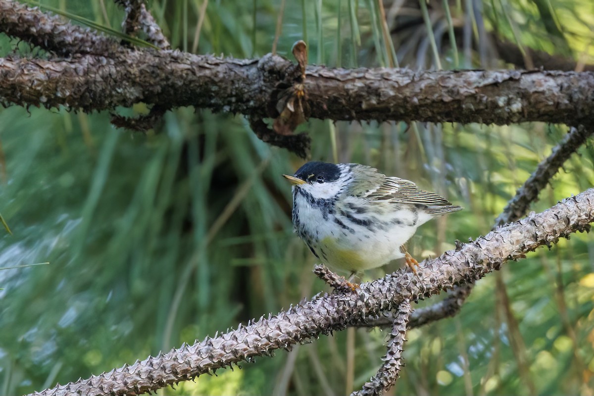 Blackpoll Warbler - ML617857510