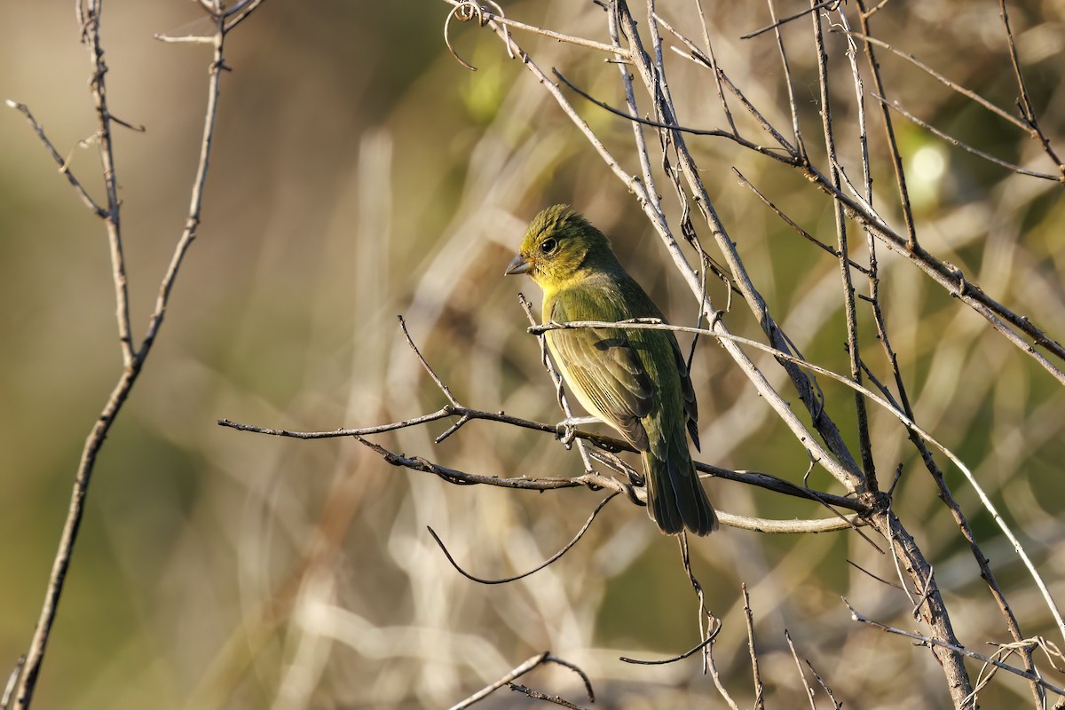 Painted Bunting - ML617857525