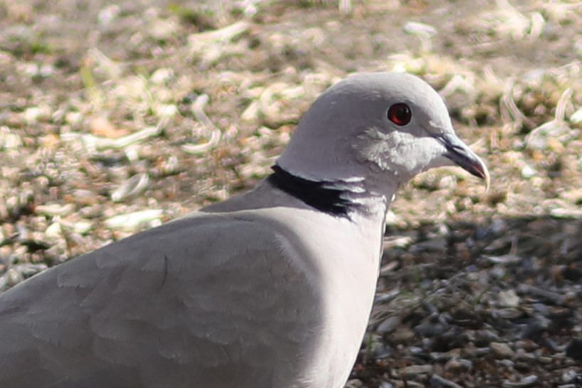 Eurasian Collared-Dove - ML617857536