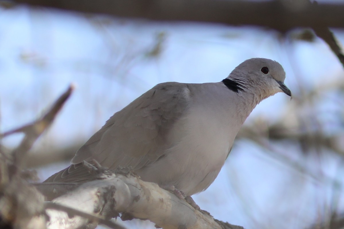 Eurasian Collared-Dove - ML617857537