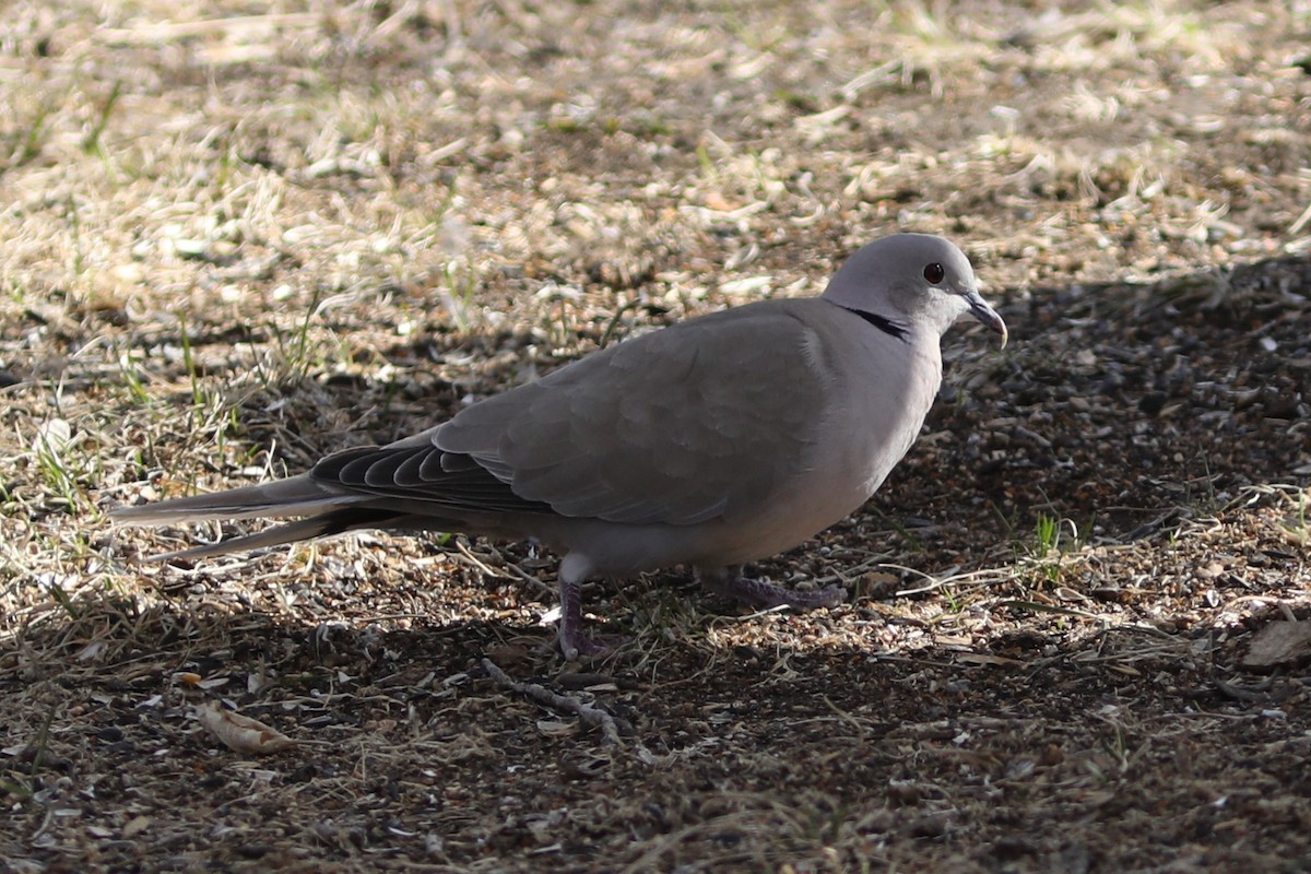 Eurasian Collared-Dove - ML617857538