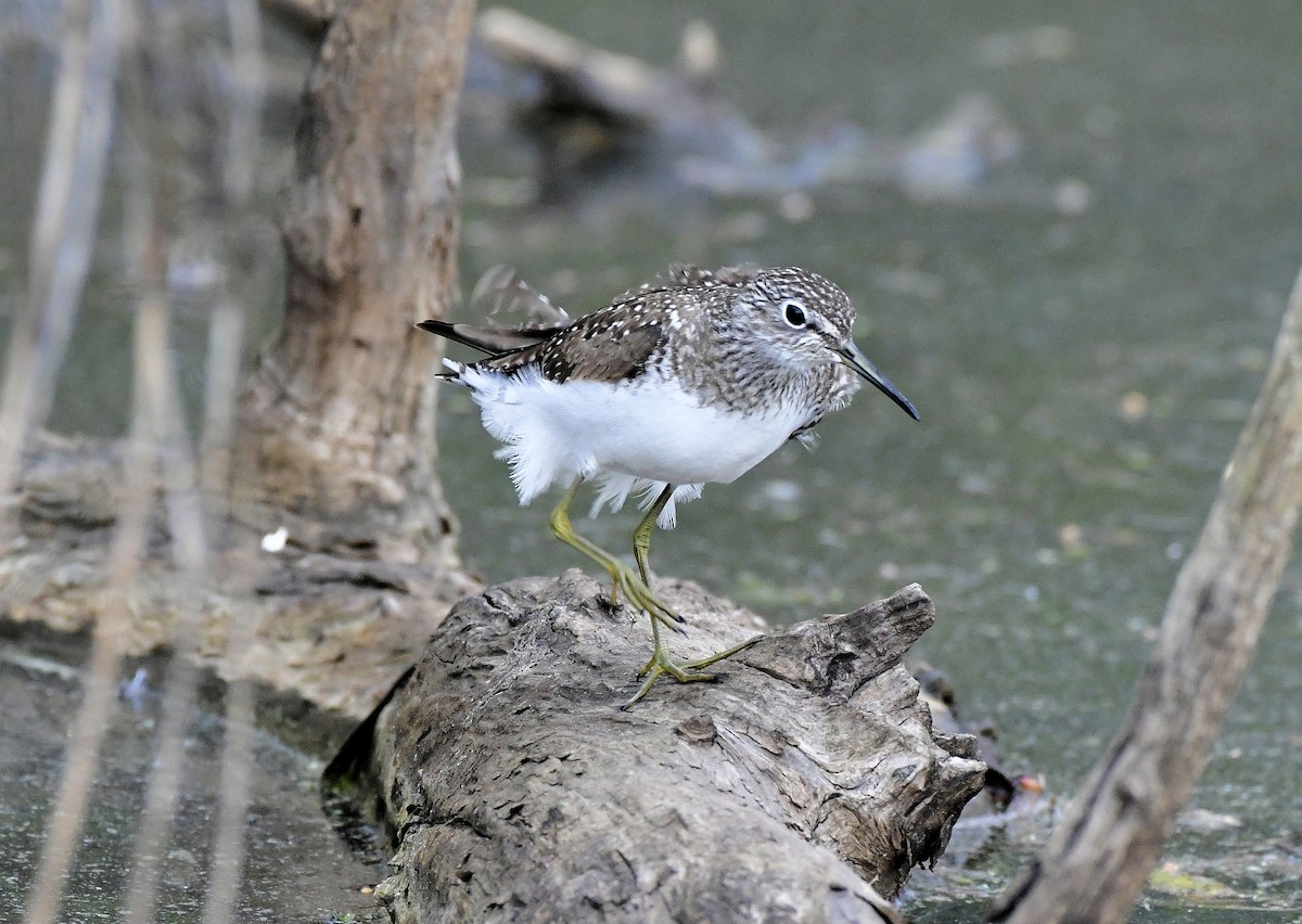 Solitary Sandpiper - ML617857559