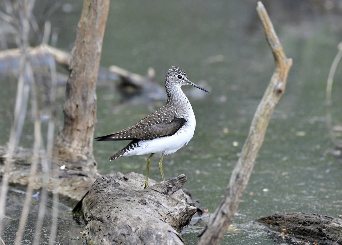 Solitary Sandpiper - ML617857561