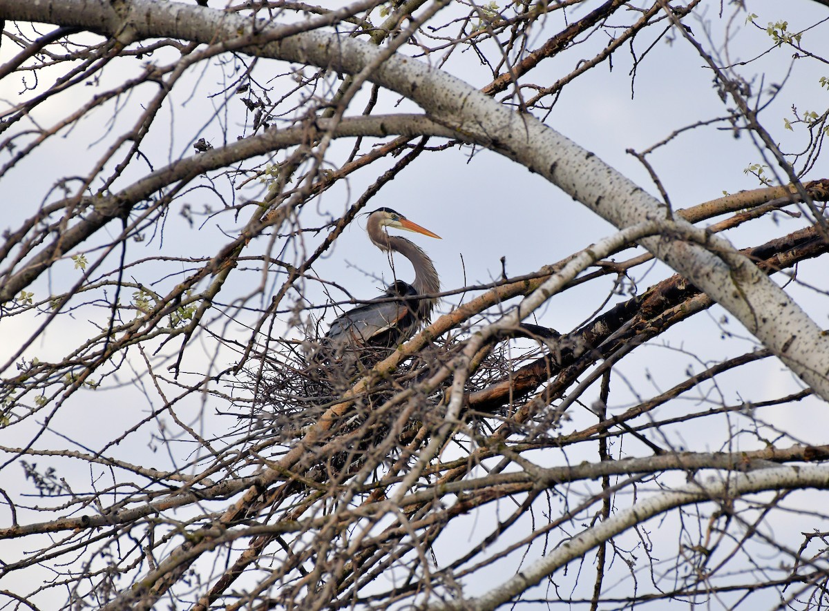 Great Blue Heron - Shirley Pulgar Hughes