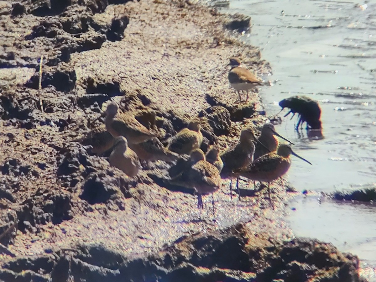 Long-billed Dowitcher - ML617857601