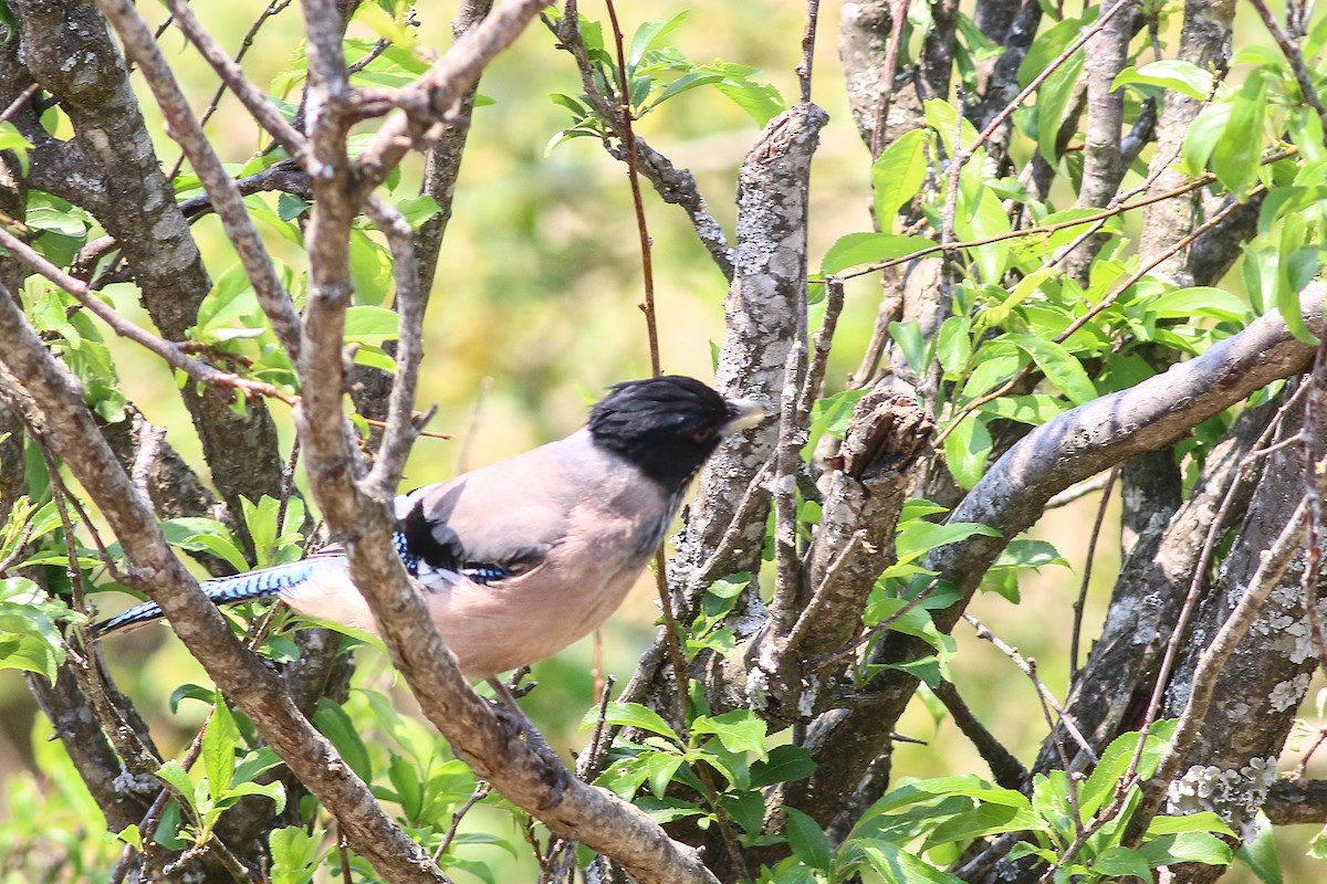 Black-headed Jay - ML617857615