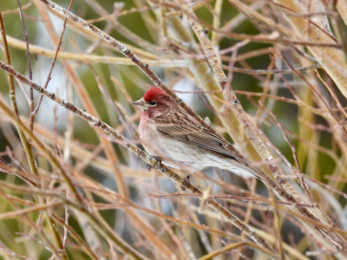 Cassin's Finch - ML617857617