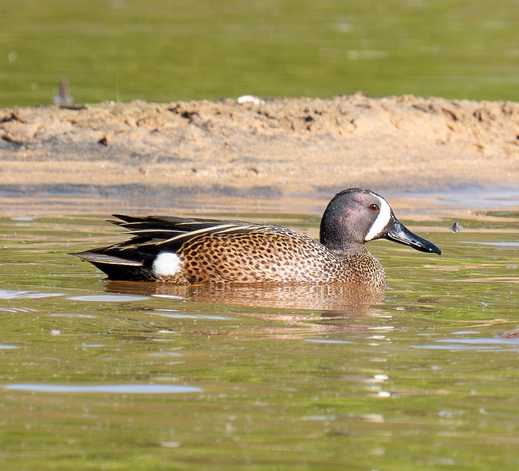Blue-winged Teal - ML617857708