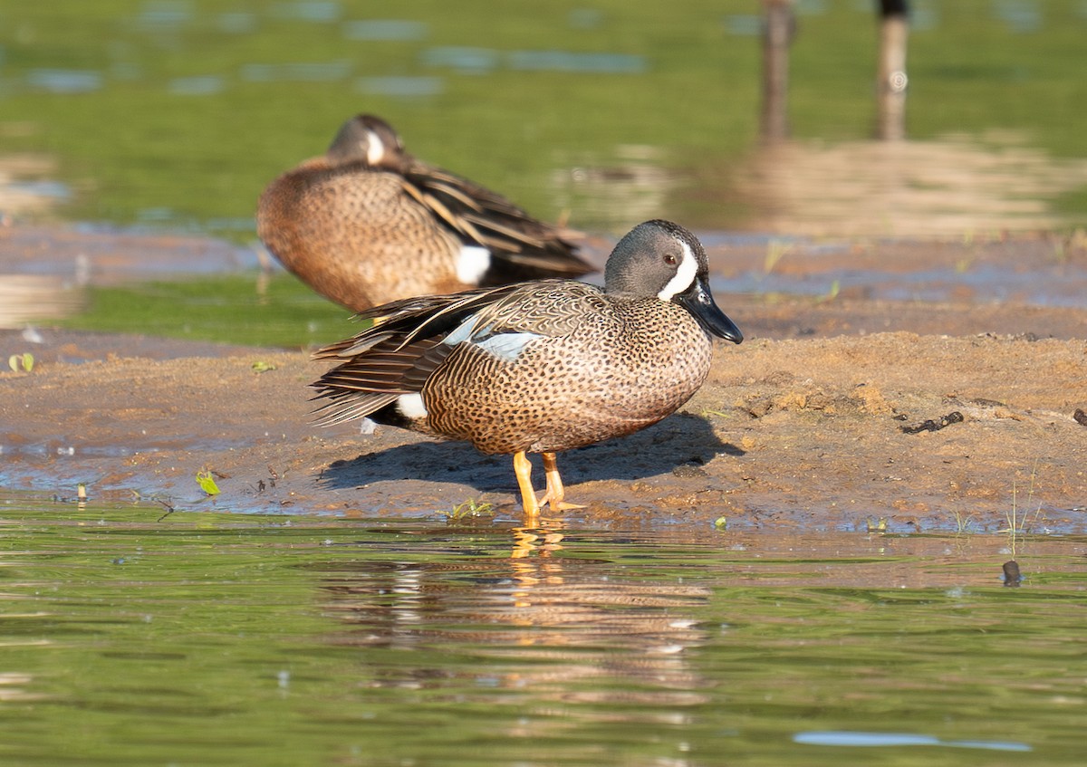Blue-winged Teal - ML617857709